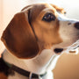 Les bases de l'éducation de votre chien