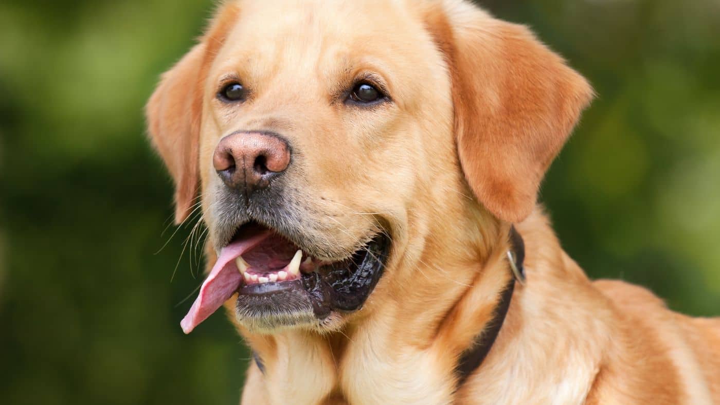 Conseils pour choisir la clôture anti-fugue idéale pour votre chien