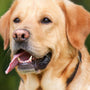 Conseils pour choisir la clôture anti-fugue idéale pour votre chien