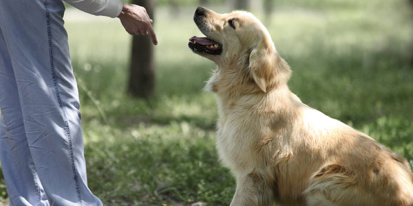 Comment dresser son chien au fonctionnement du collier anti-fugue ?