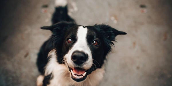 Fugue de chien : causes et solutions