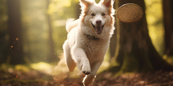 Comment empêcher votre chien de fuguer