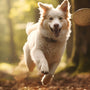 Comment empêcher votre chien de fuguer
