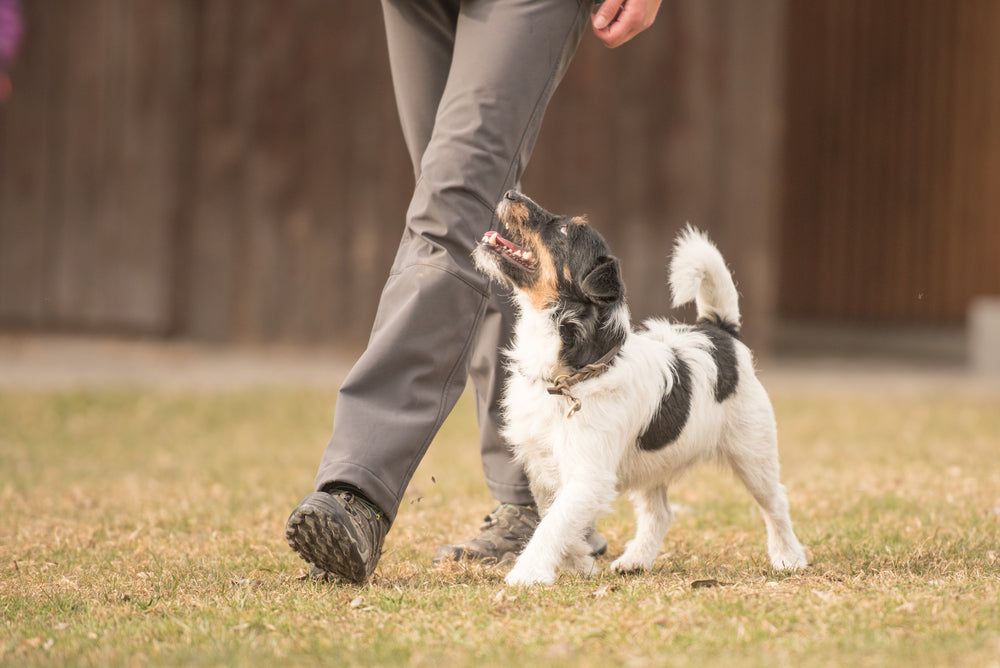 Garder votre chien sous contrôle pendant la promenade