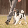 Garder votre chien sous contrôle pendant la promenade