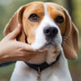 Tout savoir sur l'entraînement des chiens avec un clicker