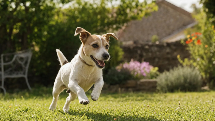 Petit chien type Jack Russell jouant dans un jardin protégé par une clôture anti-fugue PERROWALL, collier léger au cou