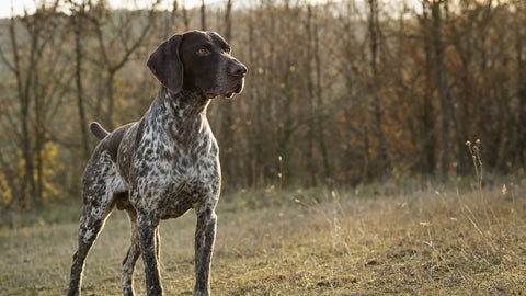 Braque dans un grand terrain en lisière de bois, protégé par une clôture anti-fugue GPS PERROWALL