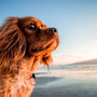 À quel âge un chien peut-il commencer à fuguer ?