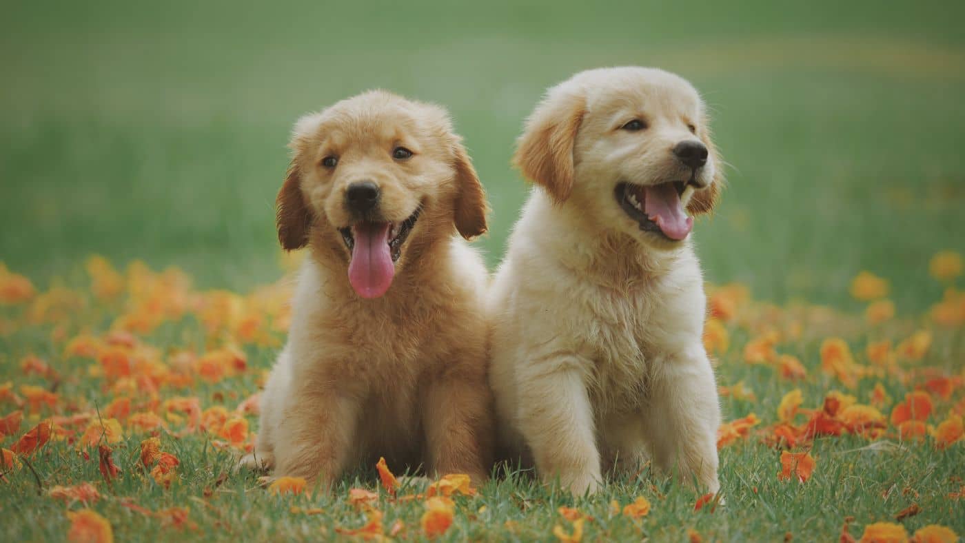 Chien en fugue : comment agir et prévenir ses escapades