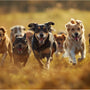 Comment choisir le bon collier anti-fugue pour un chien de 2 kg