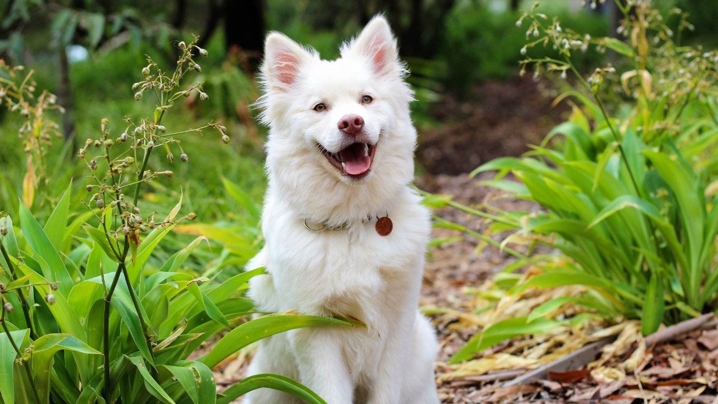 Conseils essentiels pour choisir la clôture anti-fugue parfaite pour votre chien