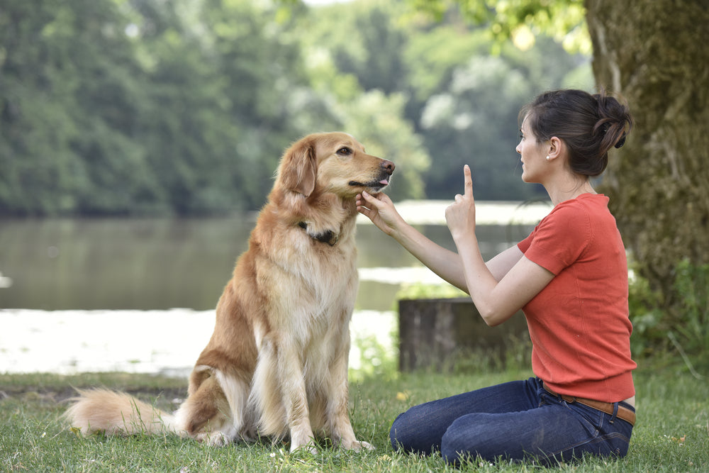 Comment bien éduquer votre chien : Conseils pour un chien bien élevé !