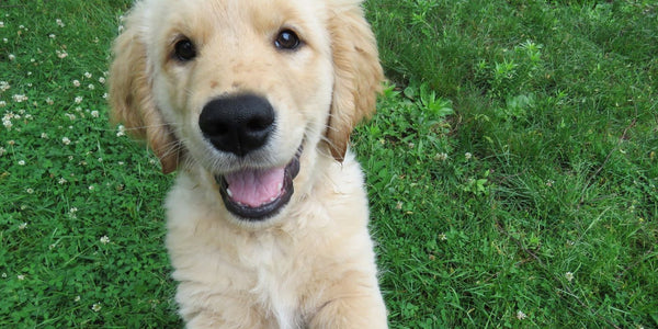 Anti-fugue pour chien Canifugue,  une marque de choix !