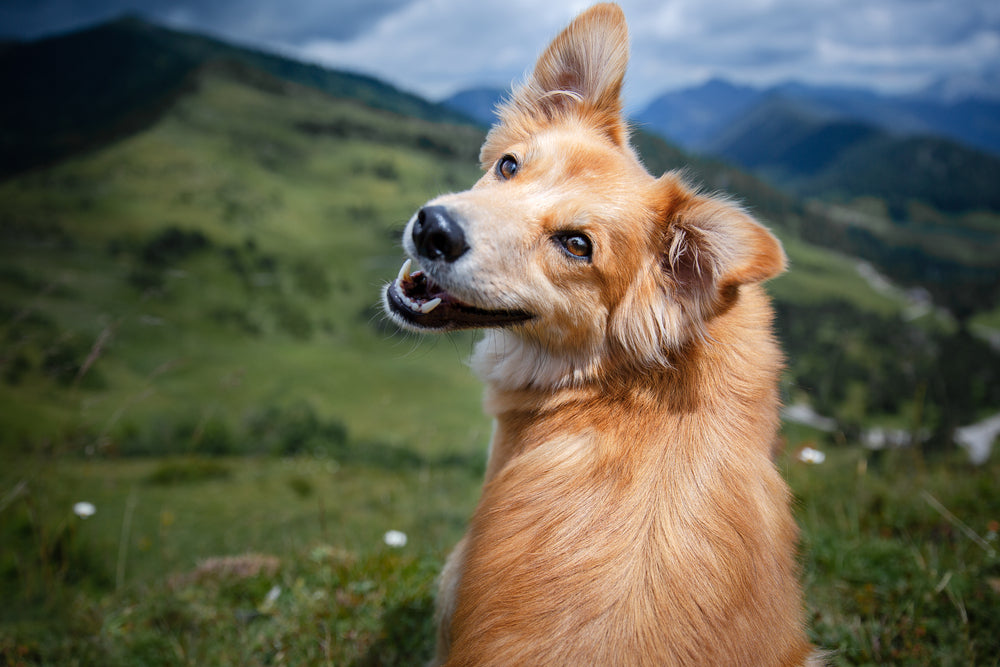 Apprendre à votre chien sans le punir : comment faire ?