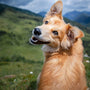 Apprendre à votre chien sans le punir : comment faire ?