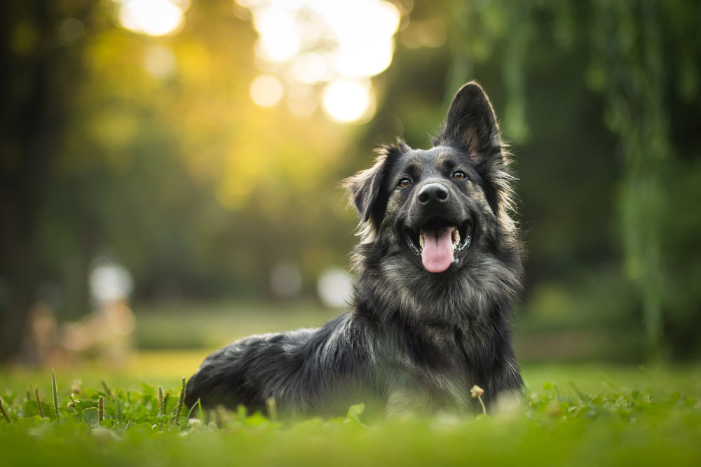 Les avantages de la cohérence dans le dressage de votre chien