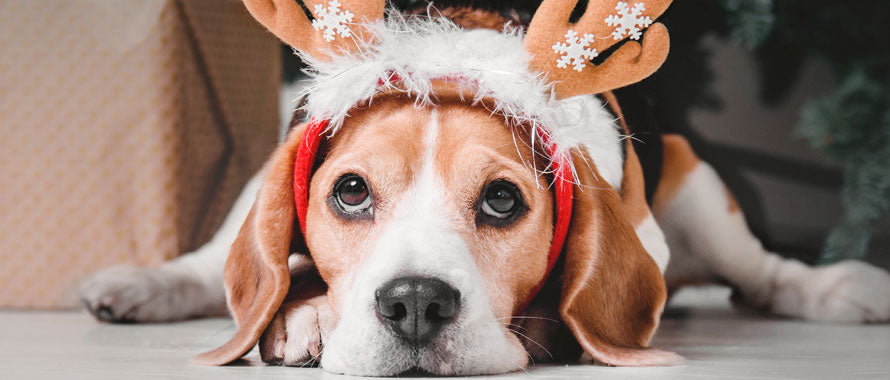 Célébrez Noël avec la Sécurité et le Confort de Votre Chien - Nos Offres Spéciales !