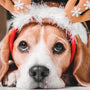 Célébrez Noël avec la Sécurité et le Confort de Votre Chien - Nos Offres Spéciales !