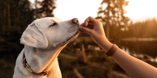 Les avantages de récompenser le bon comportement des chiens