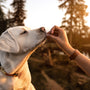 Les avantages de récompenser le bon comportement des chiens