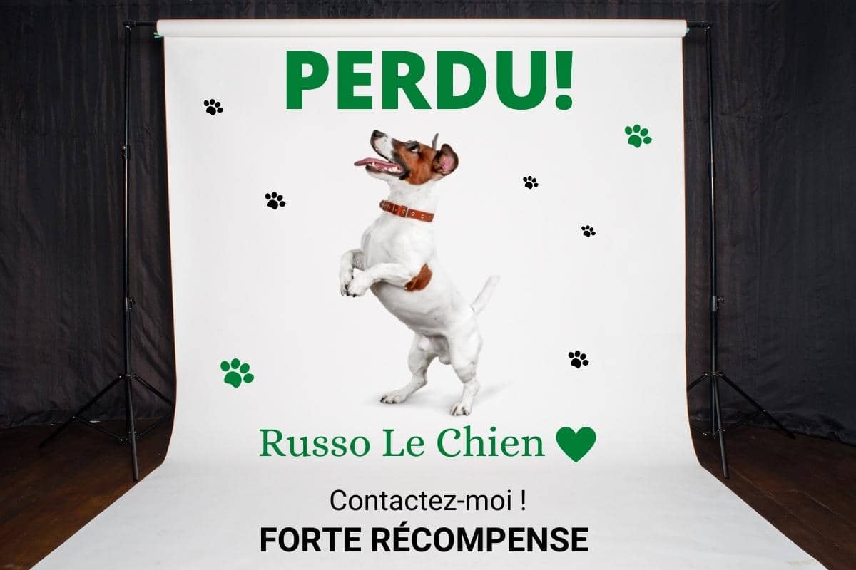 Mon chien a encore fugué ? Pourquoi fait-il une chose pareil ?