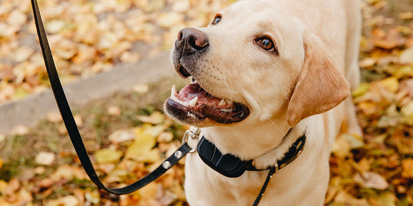 Collier Anti Fugue : Guide Ultime Pour Un Chien En Sécurité