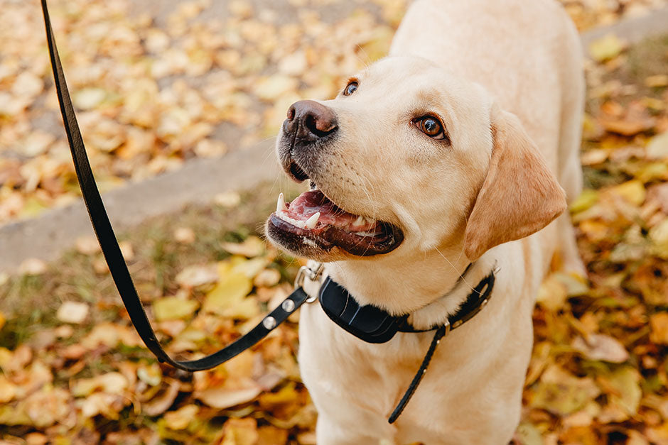 Collier Anti Fugue : Guide Ultime Pour Un Chien En Sécurité