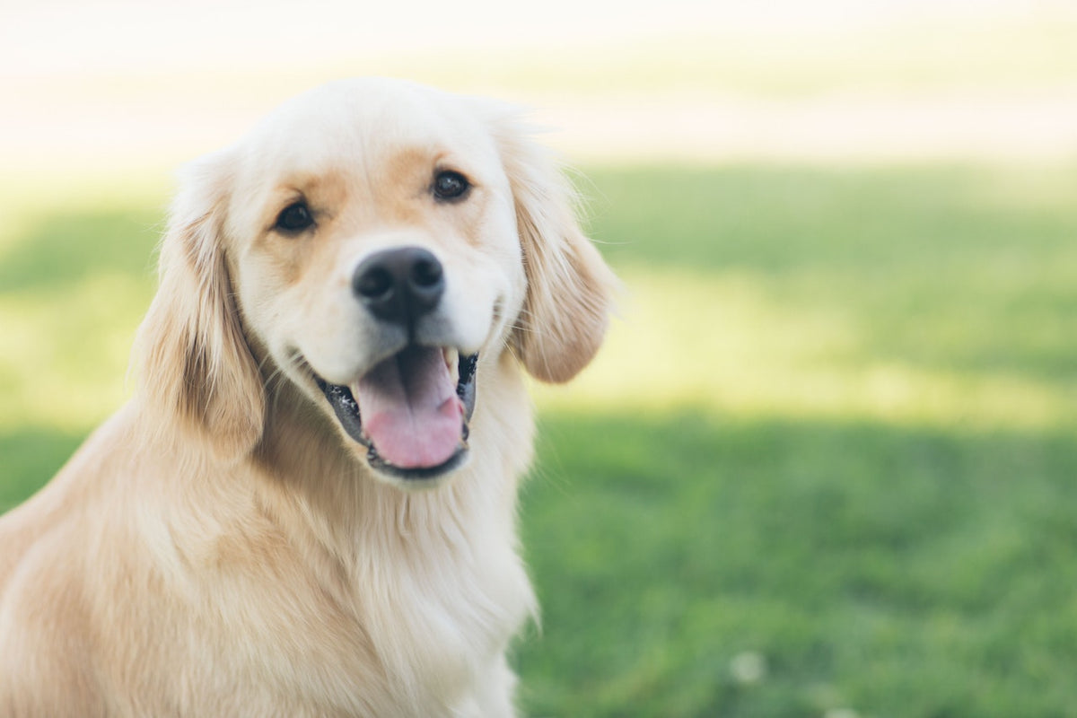 Où acheter la clôture anti-fugue pour chien ?