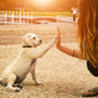 Eduquer votre chien avec le renforcement positif