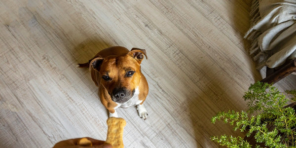 Récompensez votre chien avec des friandises saines
