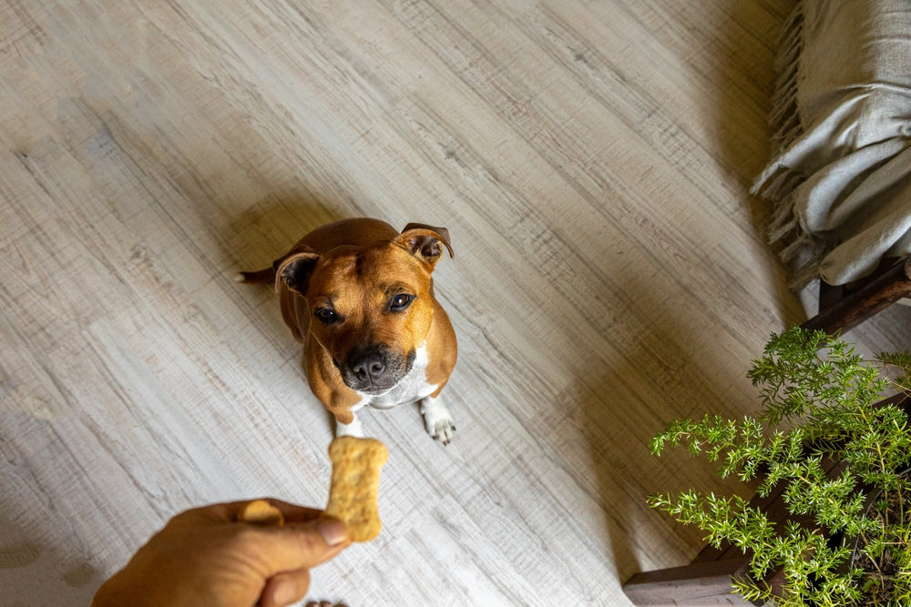 Récompensez votre chien avec des friandises saines