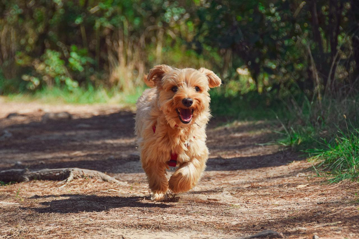 Chien Fugueur ? Les solutions et savoir que faire