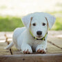Socialisation précoce des chiots : 3 clés pour un développement optimal