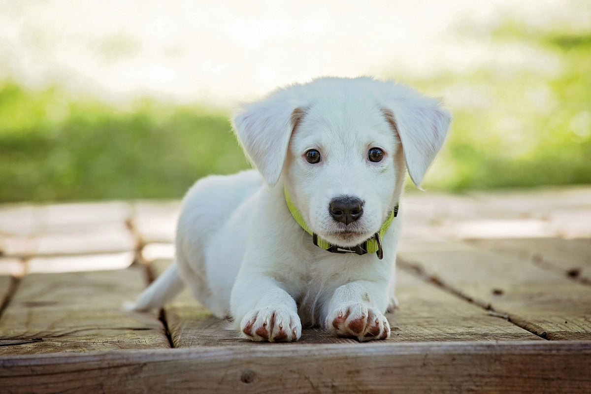 Socialisation précoce des chiots : 3 clés pour un développement optimal