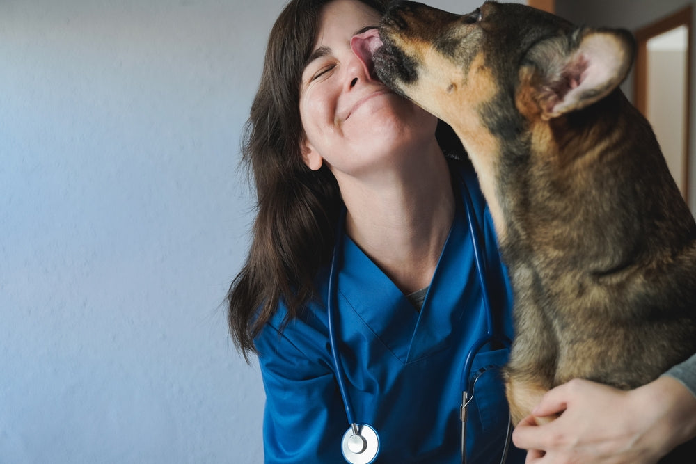 Tout ce que vous devez savoir sur la castration ou la stérilisation de votre chien