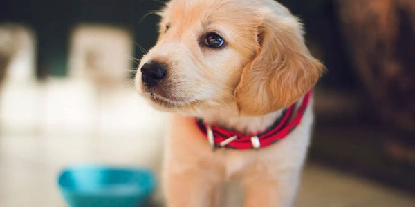 10 Astuces pour Utiliser Efficacement un Collier Anti Fugue pour Chien avec GPS
