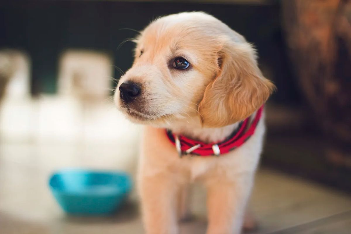 10 Astuces pour Utiliser Efficacement un Collier Anti Fugue pour Chien avec GPS