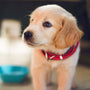 10 Astuces pour Utiliser Efficacement un Collier Anti Fugue pour Chien avec GPS
