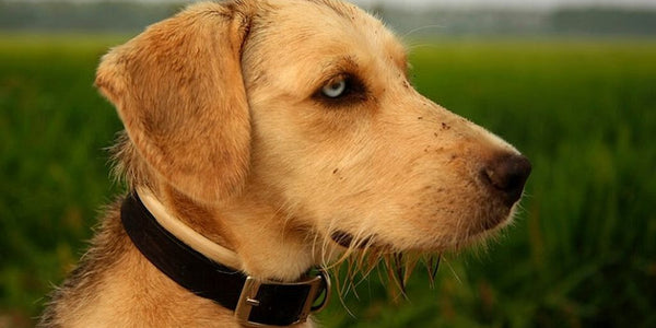 7 Meilleurs Colliers Anti-Fugue pour Chien avec Fil : Un guide pour protéger votre compagnon