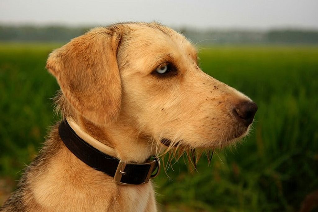 7 Meilleurs Colliers Anti-Fugue pour Chien avec Fil : Un guide pour protéger votre compagnon