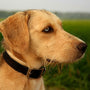7 Meilleurs Colliers Anti-Fugue pour Chien avec Fil : Un guide pour protéger votre compagnon