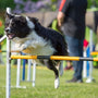 Comment choisir la meilleure clôture anti-fugue étanche pour votre chien ?