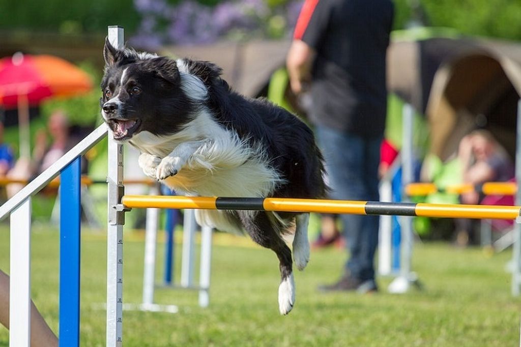 Comment choisir la meilleure clôture anti-fugue étanche pour votre chien ?