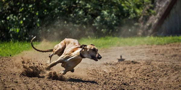 Comment faire quand mon chien fugue ?