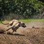 Comment faire quand mon chien fugue ?