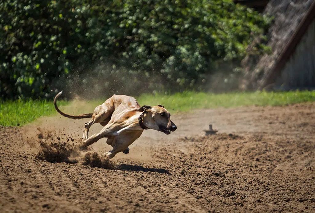 Comment faire quand mon chien fugue ?