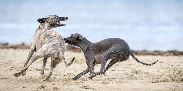 Comment choisir une clôture anti-fugue pour votre chien
