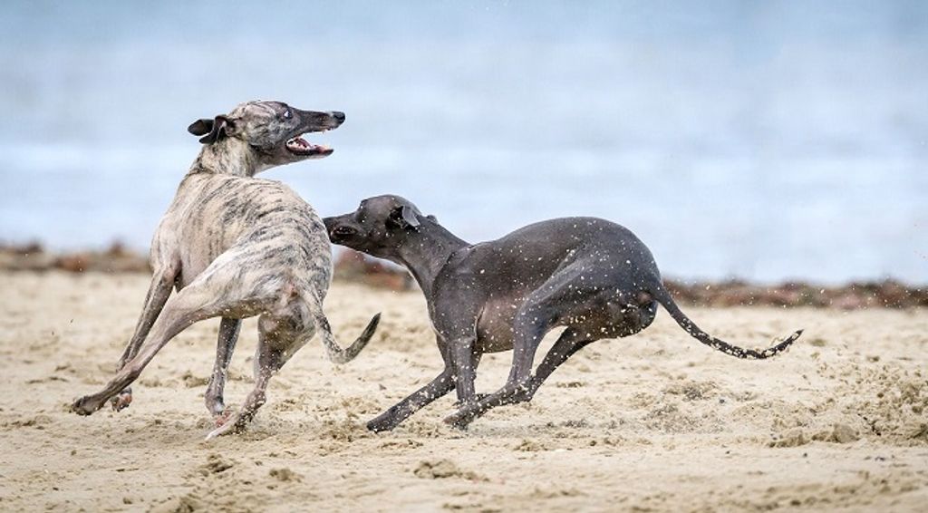 Comment choisir une clôture anti-fugue pour votre chien