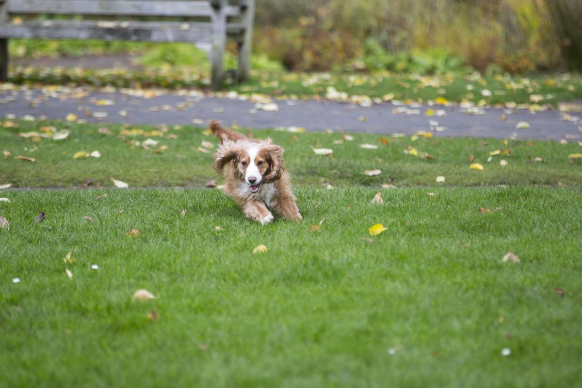 Résoudre La Fugue De Votre Chien: Solutions Efficaces